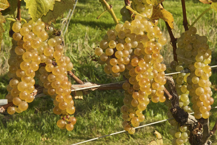 230 сортов винограда с фото и описанием