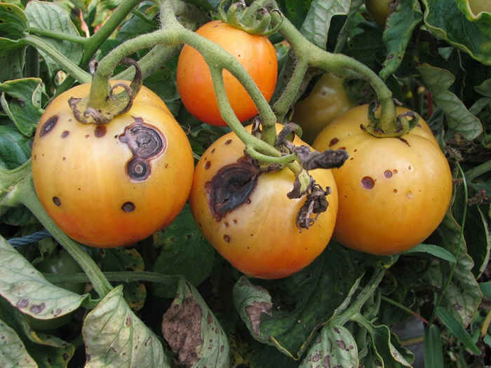 37 болезней томатов с фото и описанием + лечение
