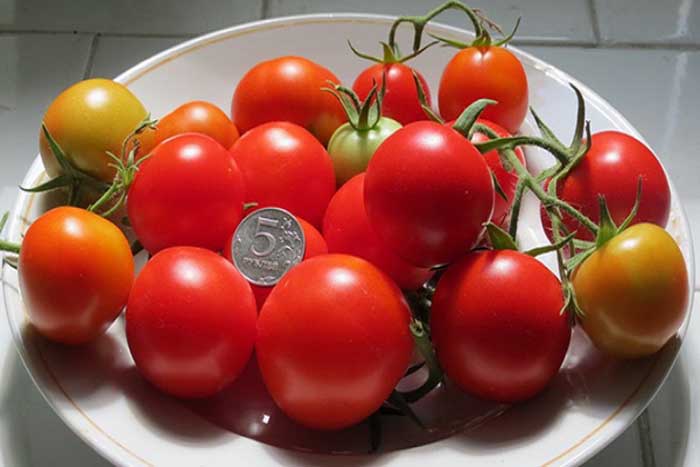38 сортов томатов черри – описание с фото