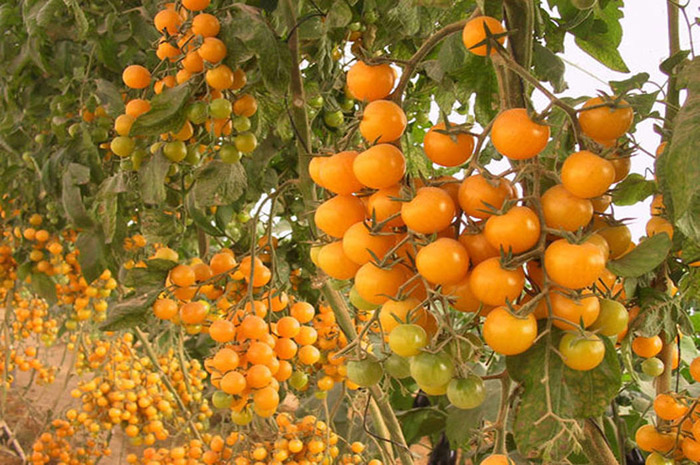38 сортов томатов черри – описание с фото