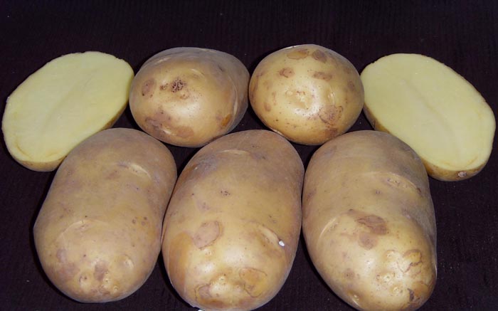 66 сортов картофеля – рейтинг 2022. Названия с фото