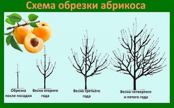 Абрикосы в Подмосковье — лучшие сорта, посадка и уход