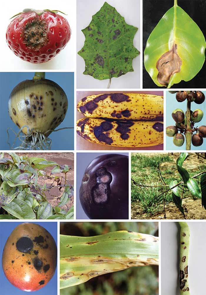 Антракноз: фото болезни растений, описание, схемы лечения