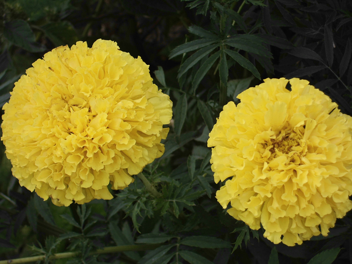 Бархатцы (70 фото) — сорта, выращивание и уход за самым полезным цветком