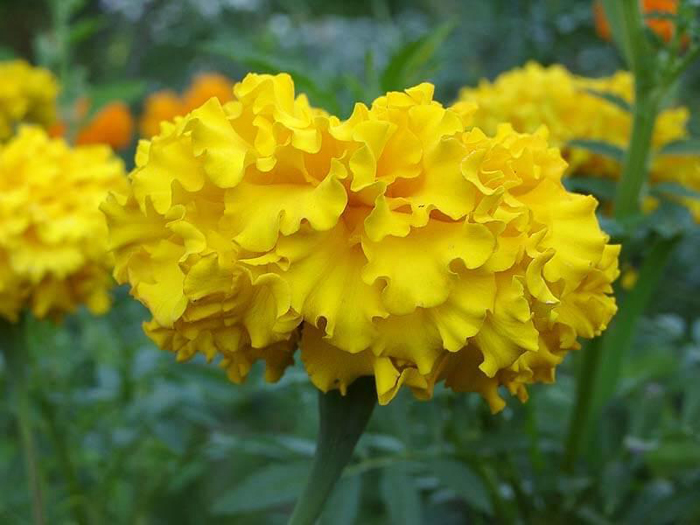 Бархатцы (70 фото) — сорта, выращивание и уход за самым полезным цветком