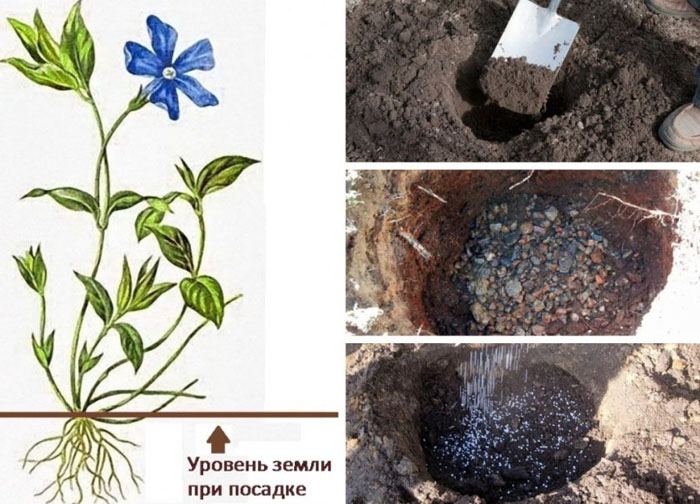 Барвинок (75 фото): описание, виды и сорта, размножение, посадка в открытый грунт и уход