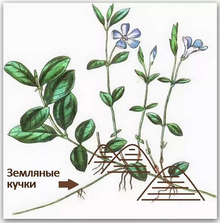 Барвинок (75 фото): описание, виды и сорта, размножение, посадка в открытый грунт и уход