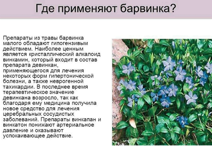 Барвинок (75 фото): описание, виды и сорта, размножение, посадка в открытый грунт и уход