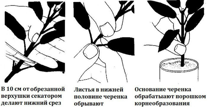Барвинок (75 фото): описание, виды и сорта, размножение, посадка в открытый грунт и уход