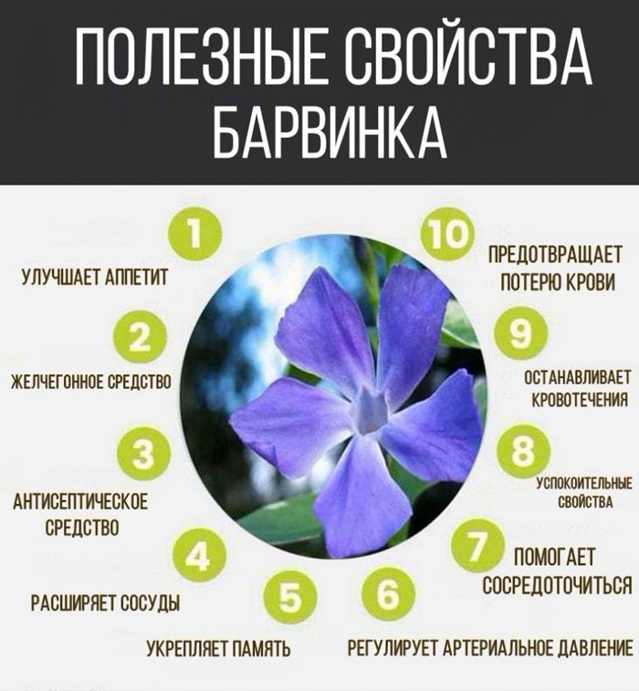 Барвинок (75 фото): описание, виды и сорта, размножение, посадка в открытый грунт и уход
