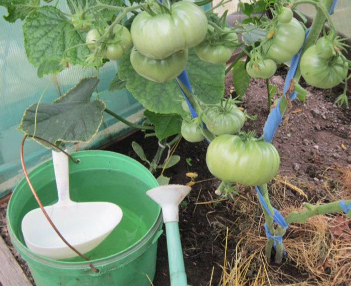 Борная кислота для томатов: как применять для увеличения урожая