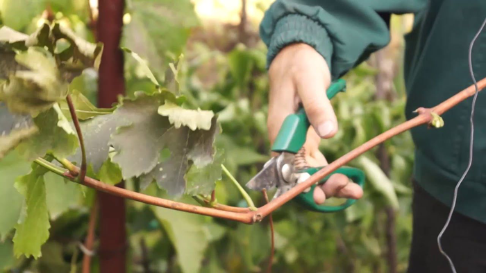 Черенки винограда осенью: срезка, заготовка, тонкости правильного хранения