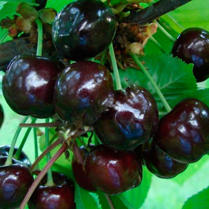 Черная вишня — описание, сорта, как посадить
