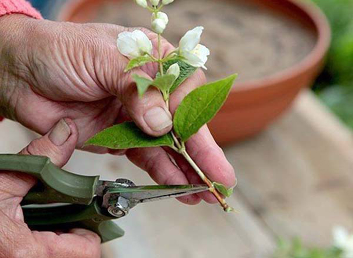 Чубушник — всё о садовом жасмине: описание, виды и сорта, посадка и уход