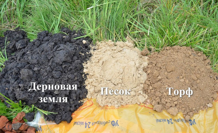 Циния – когда и как сажать рассаду в 2023 году, выращивание и уход