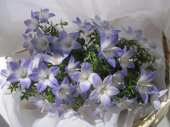 Цветок кампанула (жених и невеста) — уход в домашних условиях и саду. 35 фото