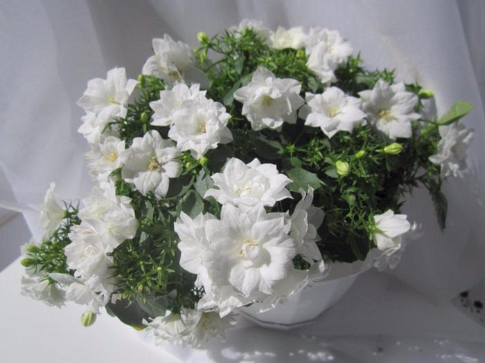 Цветок кампанула (жених и невеста) — уход в домашних условиях и саду. 35 фото