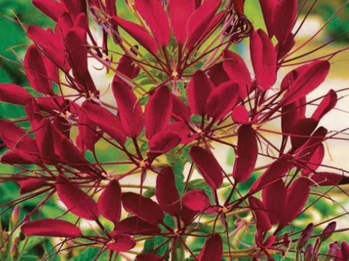 Цветок клеома (30 фото) — описание, посадка, выращивание и уход