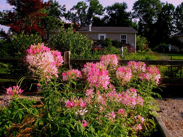 Цветок клеома (30 фото) — описание, посадка, выращивание и уход