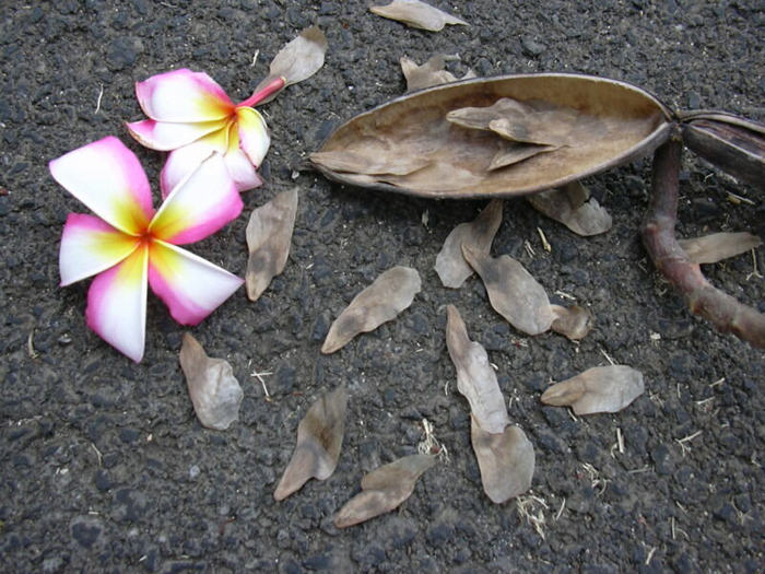 Цветок плюмерия (35 фото) — описание, виды и выращивание в домашних условиях