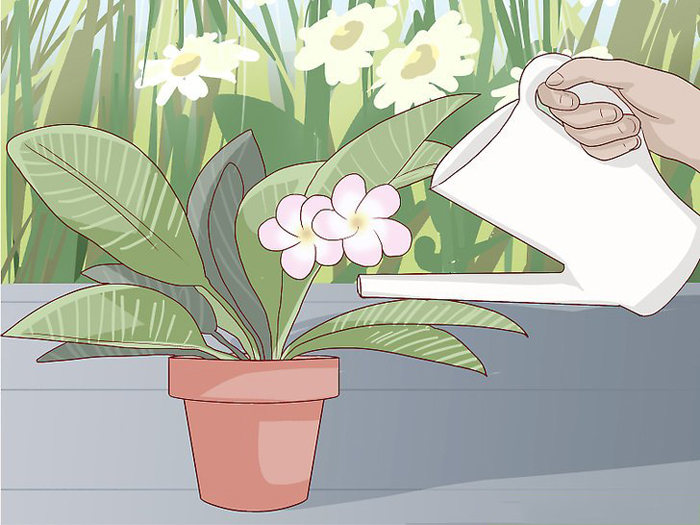 Цветок плюмерия (35 фото) — описание, виды и выращивание в домашних условиях
