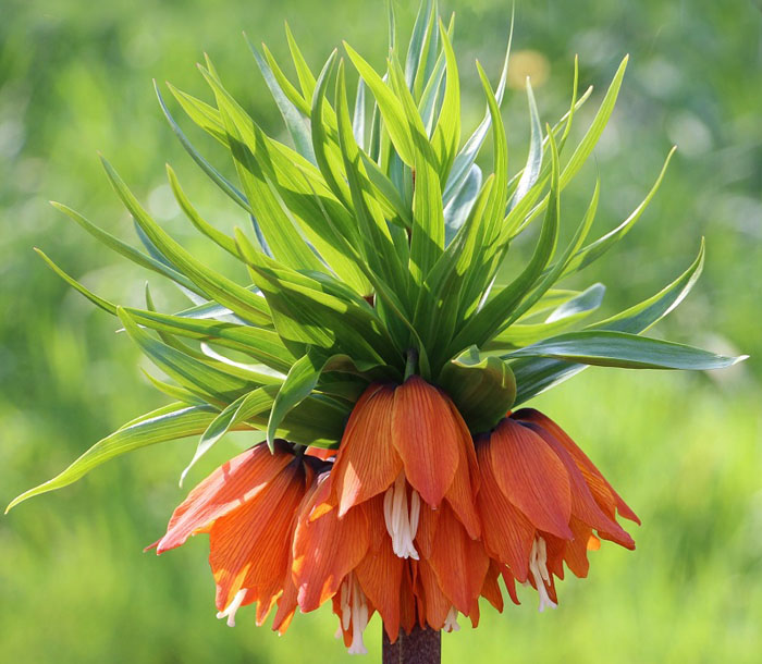 Цветок Рябчик (30 фото) – как сажать и ухаживать за фритиллярией