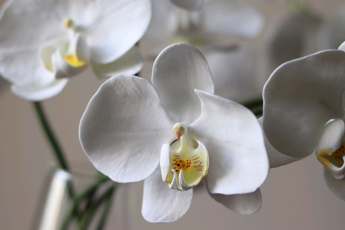 Цветы белого цвета (80 фото) — каталог с названиями и описанием