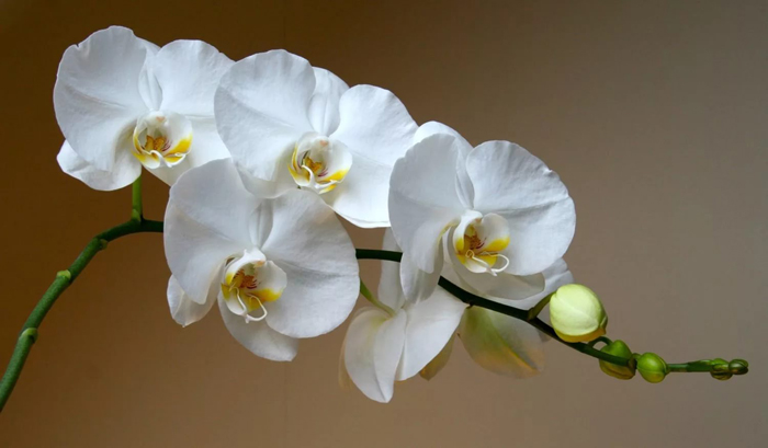 Цветы белого цвета (80 фото) — каталог с названиями и описанием