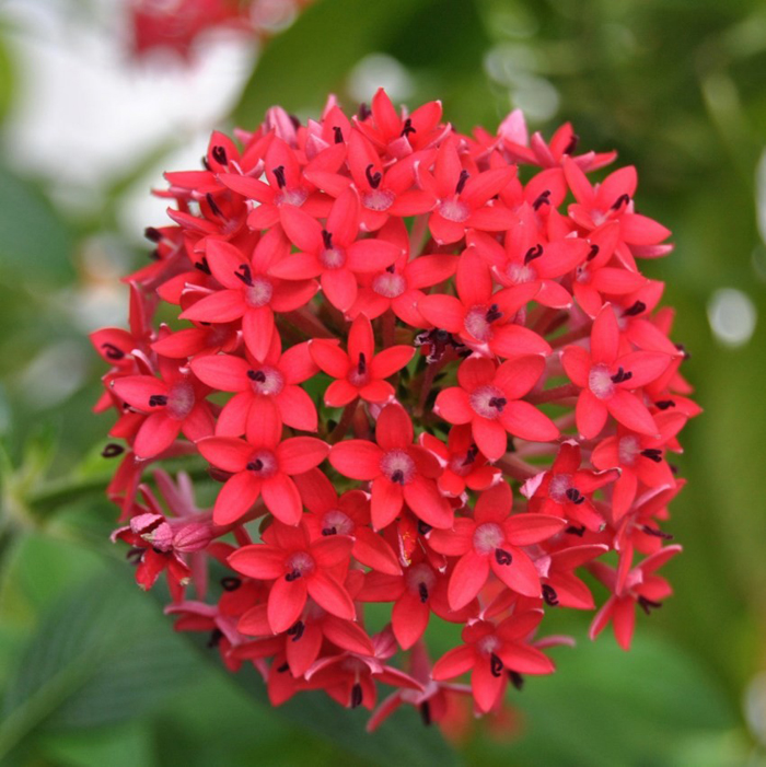 Цветы красного цвета (60 фото) — каталог с названиями и описаниями