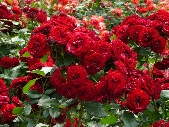 Цветы красного цвета (60 фото) — каталог с названиями и описаниями