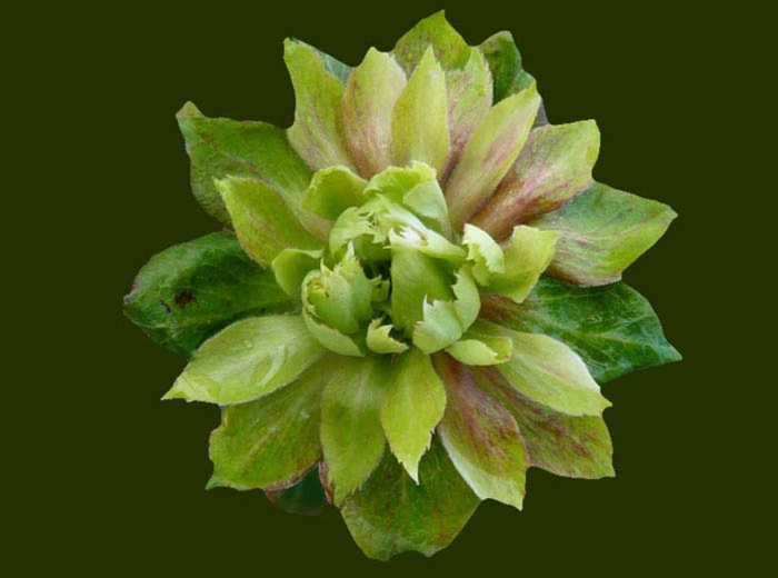 Цветы зеленого цвета (40 фото) — каталог с названиями и описанием