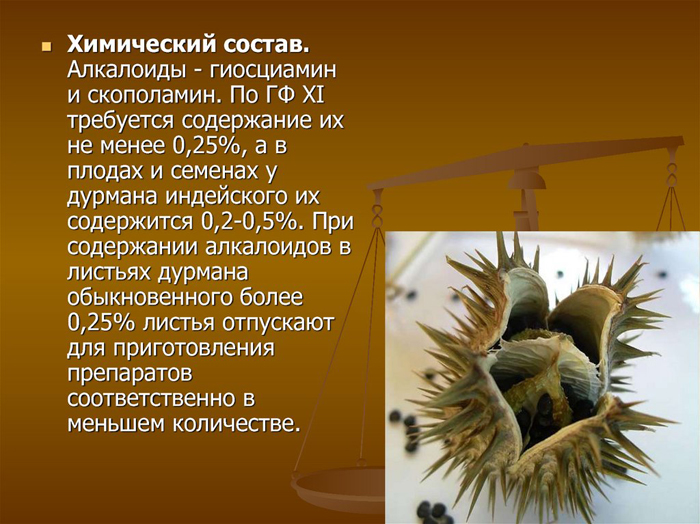 Датура или дурман-трава (30 фото) – описание, сорта, выращивание