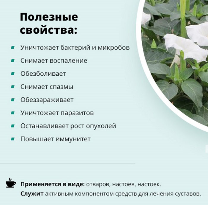 Датура или дурман-трава (30 фото) – описание, сорта, выращивание