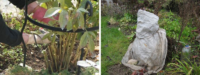 Древовидный пион (50 фото): описание, сорта, посадка и выращивание в открытом грунте