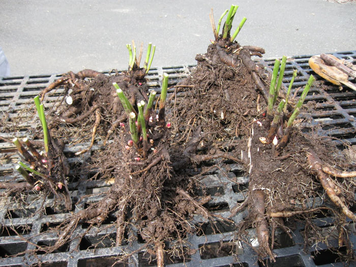 Древовидный пион (50 фото): описание, сорта, посадка и выращивание в открытом грунте