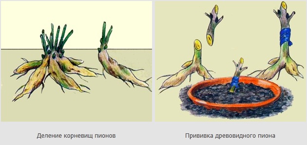 Схема посадки пиона травянистого весной