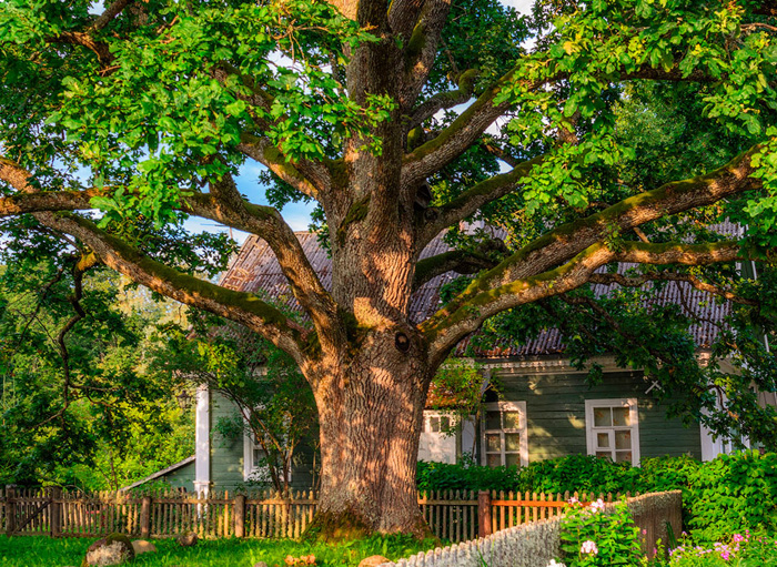 Дуб (50 фото) — как выглядит дерево, сорта, применение. Как вырастить дуб из желудя