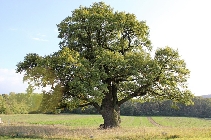 Дуб (50 фото) — как выглядит дерево, сорта, применение. Как вырастить дуб из желудя