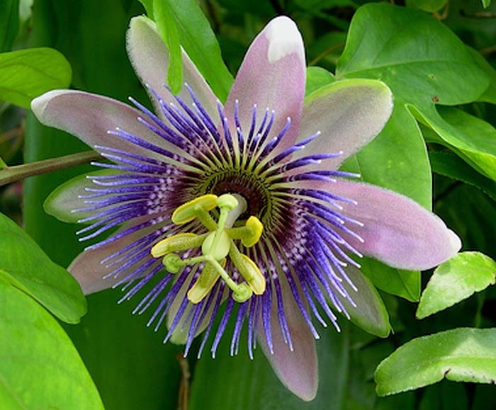 Фиолетовые цветы (40 фото) — каталог цветов фиолетового цвета