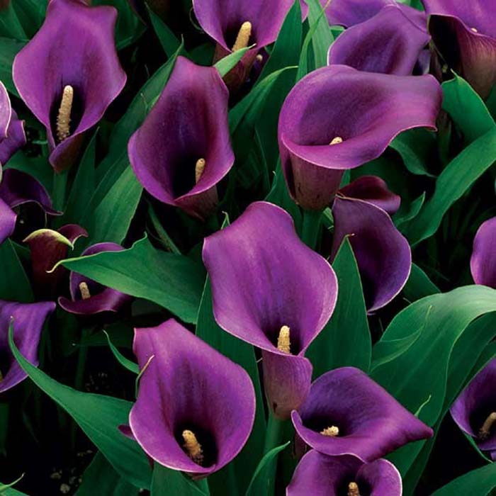 Фиолетовые цветы (40 фото) — каталог цветов фиолетового цвета