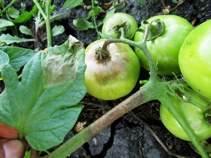 Фитофтора на помидорах в теплице и открытом грунте: методы борьбы