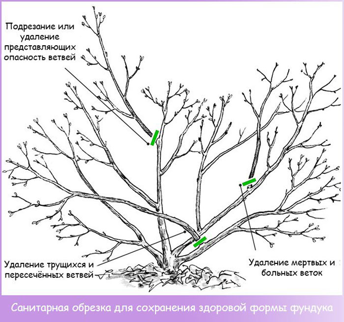 Лещина схема посадки