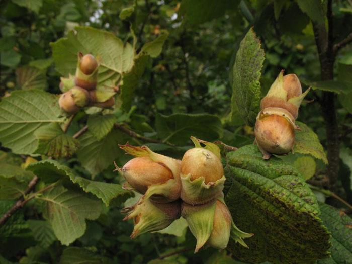 Фундук (лещина) — как вырастить орех: сорта, посадка, уход, размножение