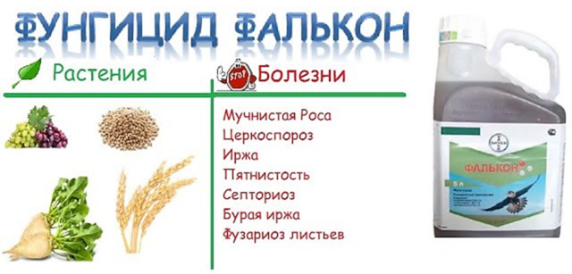 Фунгицид Фалькон — инструкция по применению, отзывы