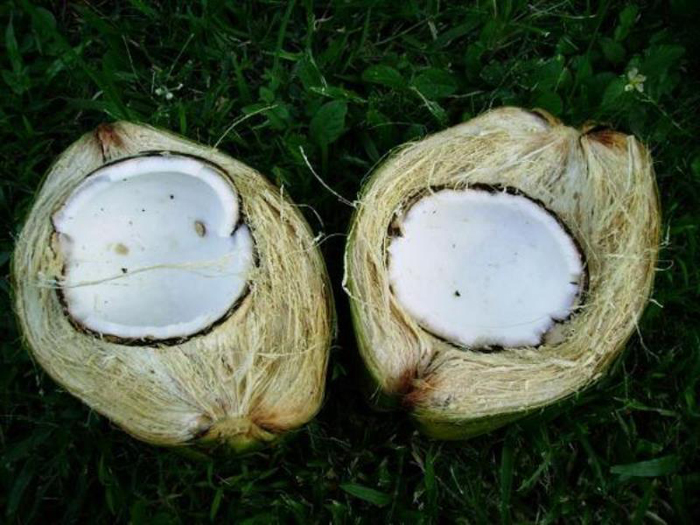 Где и как растут кокосы (40 фото), сорта, вкус, выращивание и применение