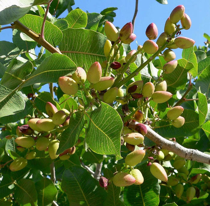 Где и как растут орехи фисташки (40 фото)