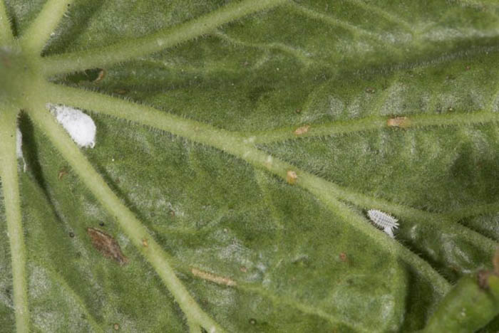 Герань или Пеларгония (130 фото) — как правильно посадить и ухаживать в домашних условиях
