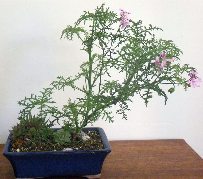 Герань или Пеларгония (130 фото) — как правильно посадить и ухаживать в домашних условиях