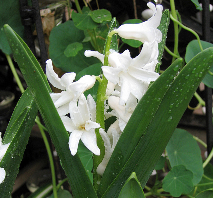 Гиацинт (55 фото) — описание, виды и сорта, выращивание в саду и дома