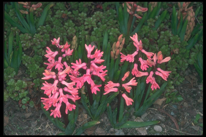 Гиацинт (55 фото) — описание, виды и сорта, выращивание в саду и дома